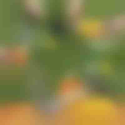 Krájač ananásu | ANANASS